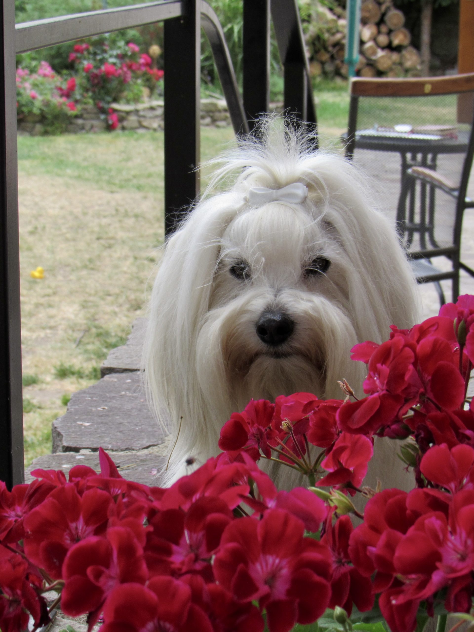 7C929381-F9E6-42A0-BF93-B723EB50E9A5_1_201_a