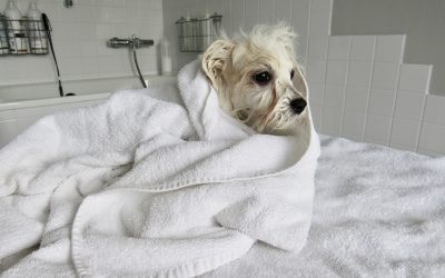 Koupání (Deník Ombretty, 4.kapitola)