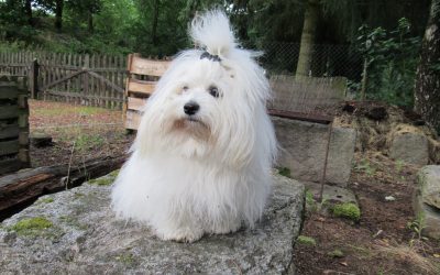 Nenapsaná kapitola (Deník Ombretty, 8.kapitola)